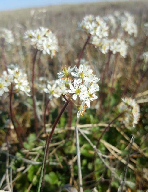 Cordate-Leaved Saxifrage